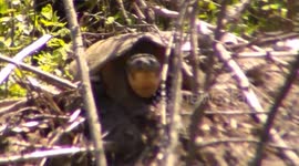 Giant snapping turtle tumbles off beaver dam