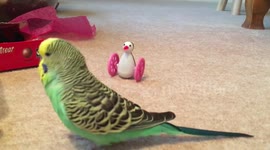 Budgie wooing his girlfriend - text free