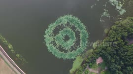 Water lilies form amazing circular pattern