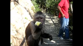 Adorable monkey enjoys a corn on the cob