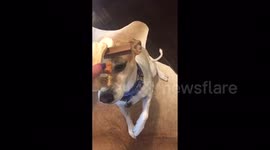 Talented dog balances six treats on his nose