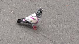 Punky pigeon dot com