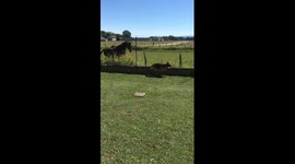 'Natural enemies' dog and horse play together