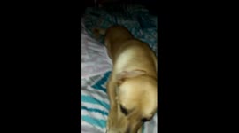 So my dog wont let me touch my baby (reborn doll)