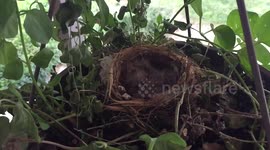 Blackbirds amseln newborn chicks
