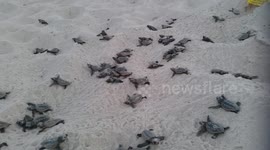Dozens of baby sea turtles hatch on Florida beach