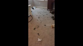 Guilty dog caught red-handed after shredding owner's folder