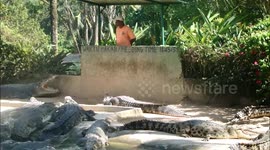 Feeding crocodiles in langkawi farm