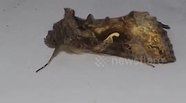 Gold Moth Close up of a Insect