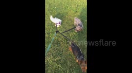 'Lazy' dog lets other dog pull him during walk
