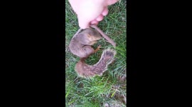 Friendly baby squirrel likes to be petted