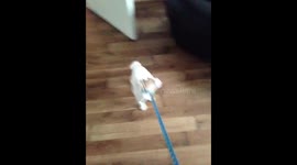 puppy refuse to go on walk