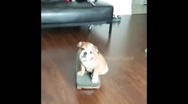 Skateboard fail