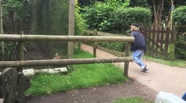 fesant plays chase at zoo