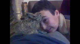Cute rabbit licks owner's forehead before bedtime