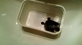 Curious Turtle Escapes