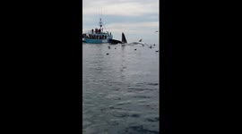 Tourists feed humpback whales in Nova Scotia