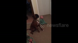 Dog and toddler obey 'sit' command together
