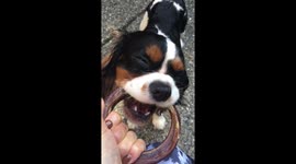 So good! Contended Cavalier King Charles munches on bone with eyes closesd like it's the best thing in the world