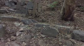 Mother raccoon separated from baby