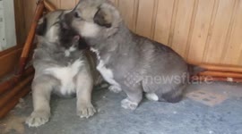 Husky puppies involved in 'vicious' fight
