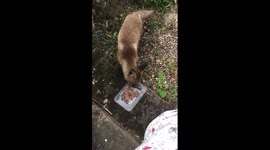Feeding our fox cub