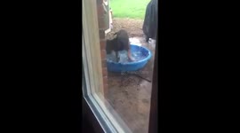 Two year old can't stop laughing at puppy playing in pool