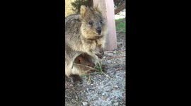 Baby and mother quokka feeding