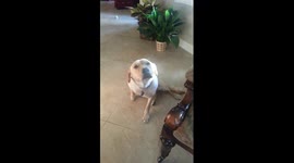 Guilty golden labrador knows she was naughty for sleeping on the couch