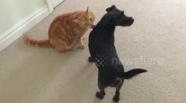 Best Friends Saying Goodmorning.....