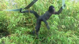 Young spider monkey keeps on falling down