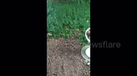 Couple rescues squirrel stuck in bird feeder