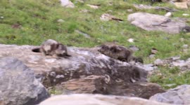 Groundhogs - Fighting Marmots