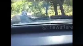 Tiger pulls off car bumper in wildlife park