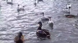 Sea Gulls take Ducks Kingsmill Bread