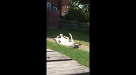 Dog fun in the sun
