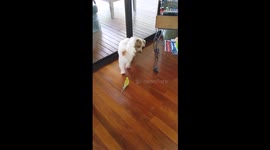 Budgie and Dog Close Encounter