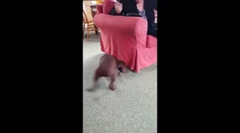 Puppy playing with apple