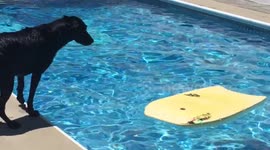 Dog bodyboards in pool to get ball