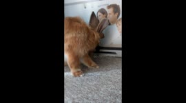 Nella, Don't Bite the Camera!