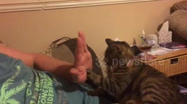 Cat and master high-five