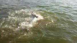 Fishermen film sharks attacking and eating another shark