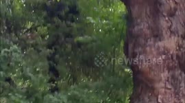 Homeless Man Up In Tree Hunting For Apples