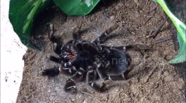 Tarantula molts its skin in time-lapse