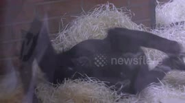 Baby bonobo having lots of fun with wood shavings in its enclosure