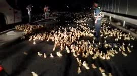 Thousands of ducklings run free on motorway