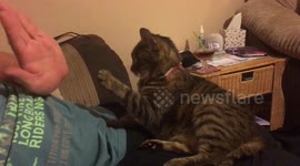 Cat and master high-five