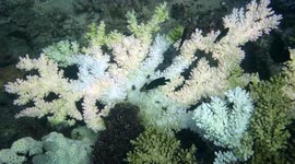 Footage shows how widespread coral bleaching is