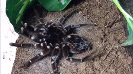 Aphonopelma anax tarantula molts in mesmerising time-lapse