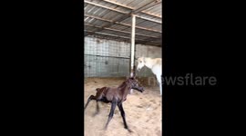 Three-day-old foal can't control excite and runs head-first into iron post